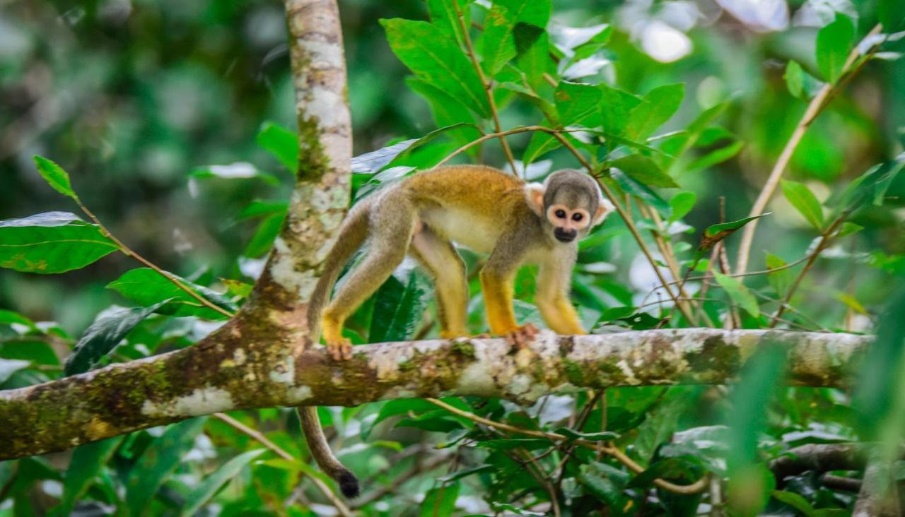 Paraíso Amazon Muyuna Lodge מראה חיצוני תמונה