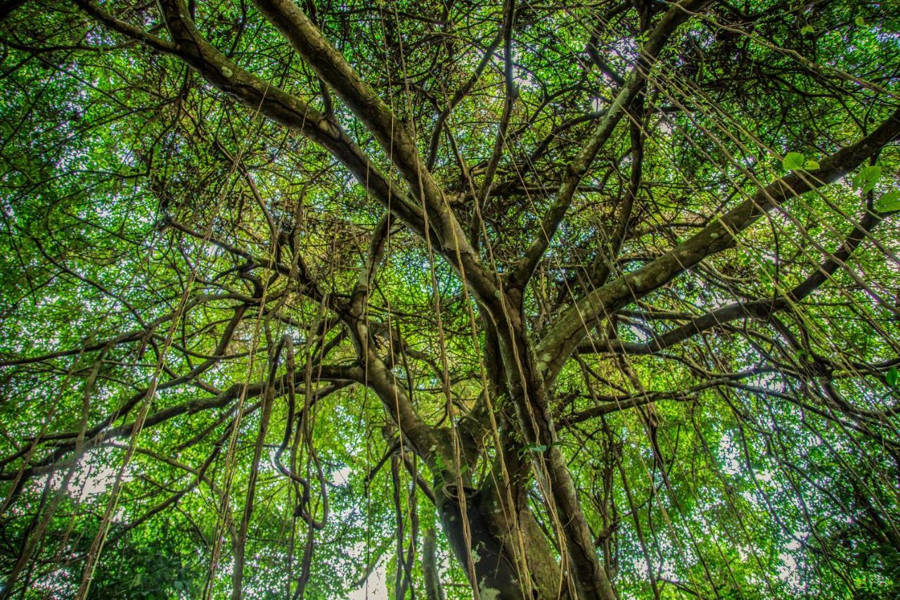 Paraíso Amazon Muyuna Lodge מראה חיצוני תמונה