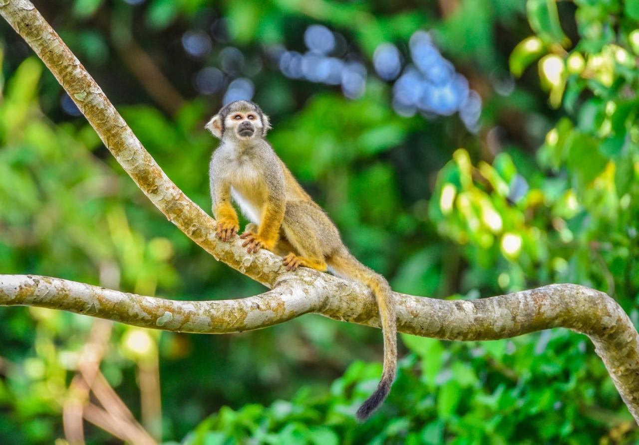 Paraíso Amazon Muyuna Lodge מראה חיצוני תמונה